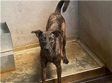 混種犬待認養照片