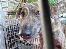 混種犬待認養照片