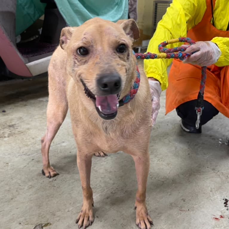 混種犬待認養照片