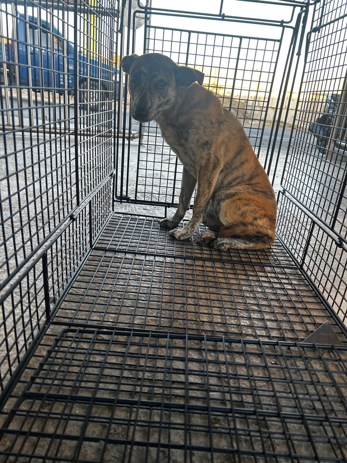 混種犬待認養照片