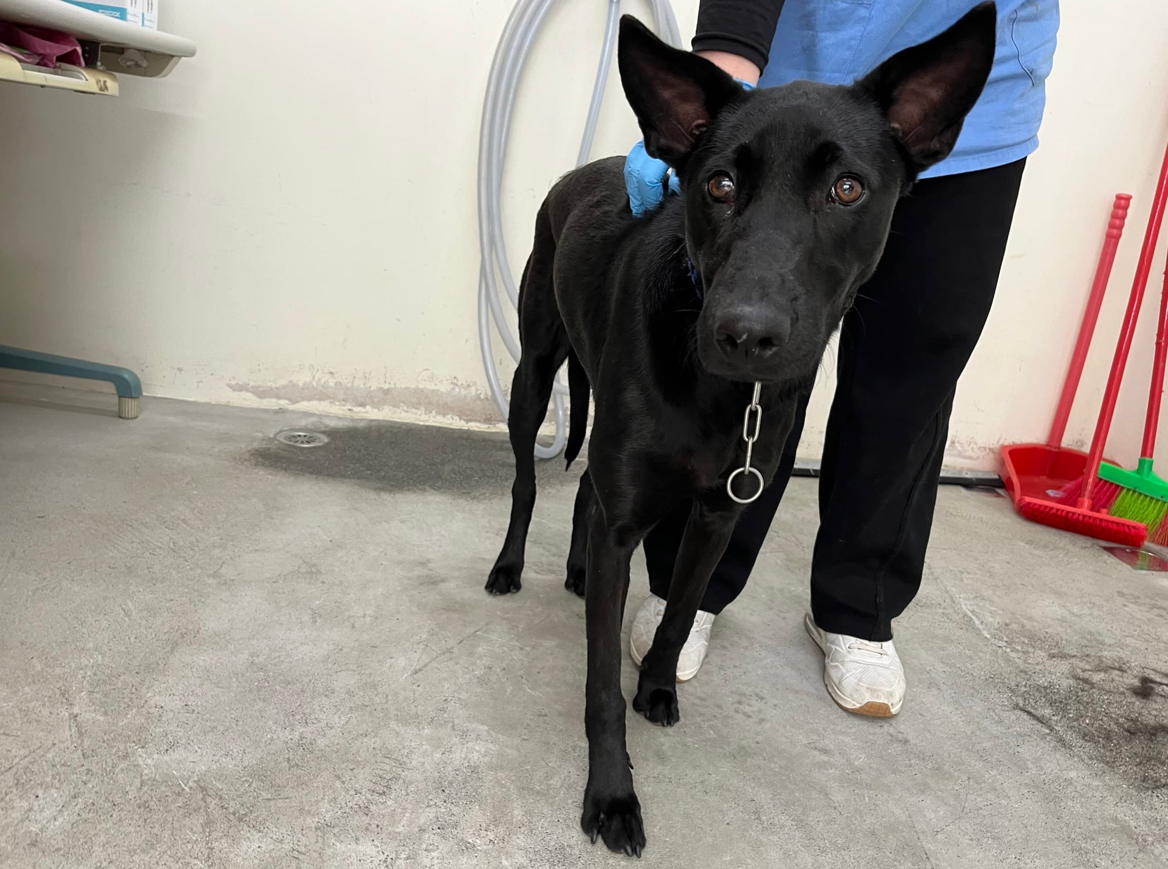 混種犬待認養照片