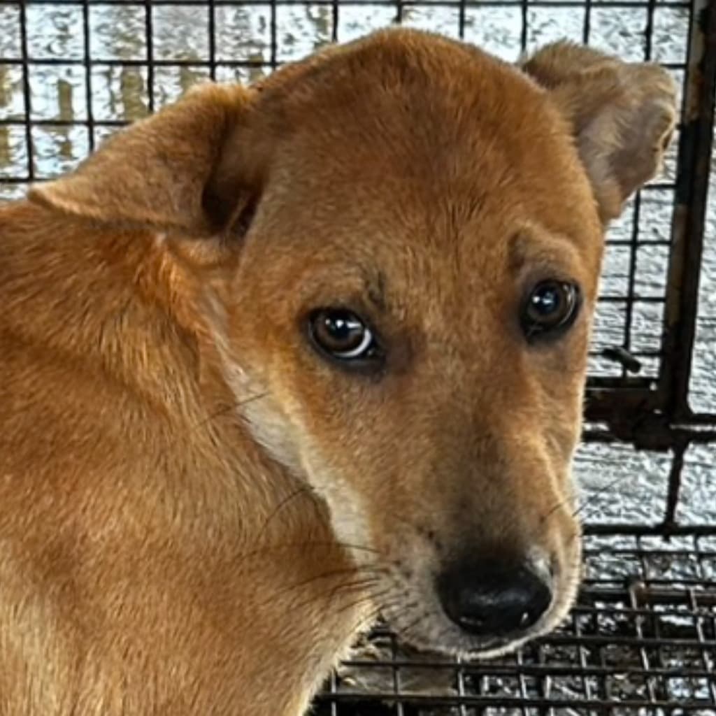 混種犬待認養照片