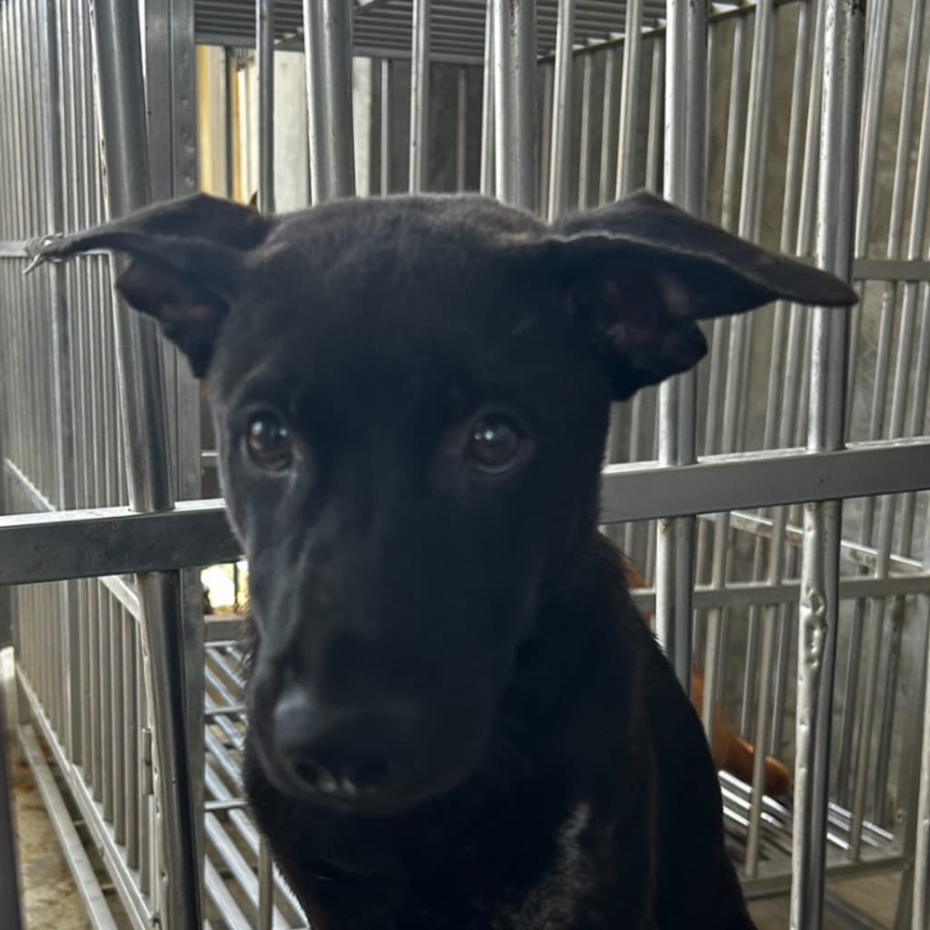 混種犬待認養照片