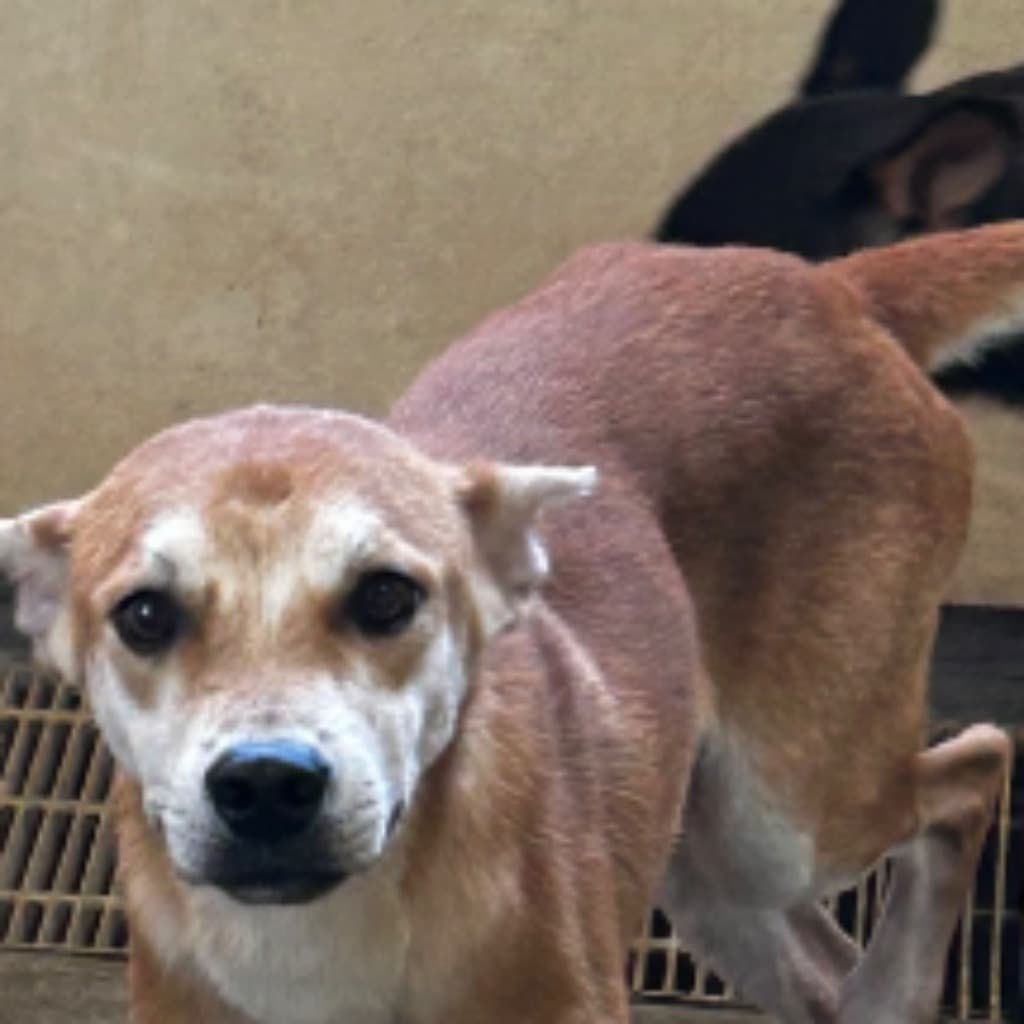 混種犬待認養照片