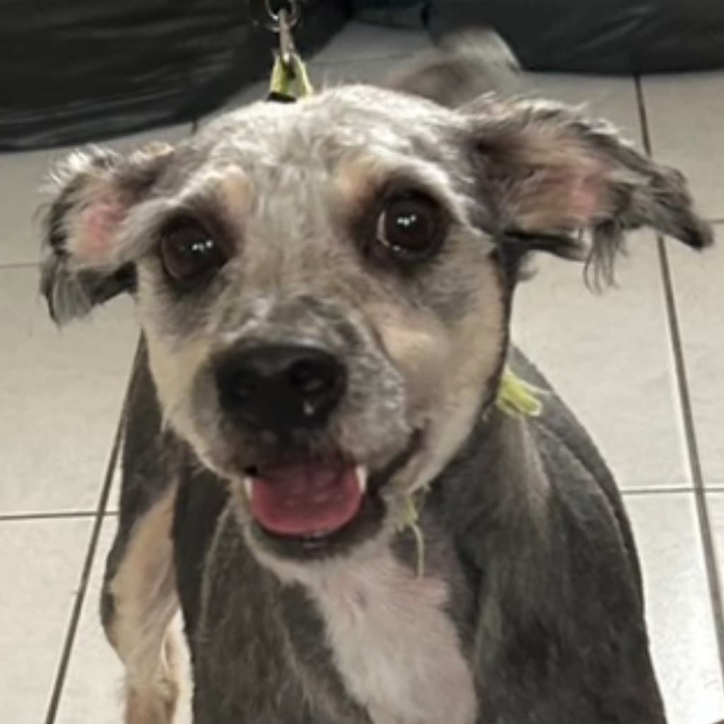 混種犬待認養照片