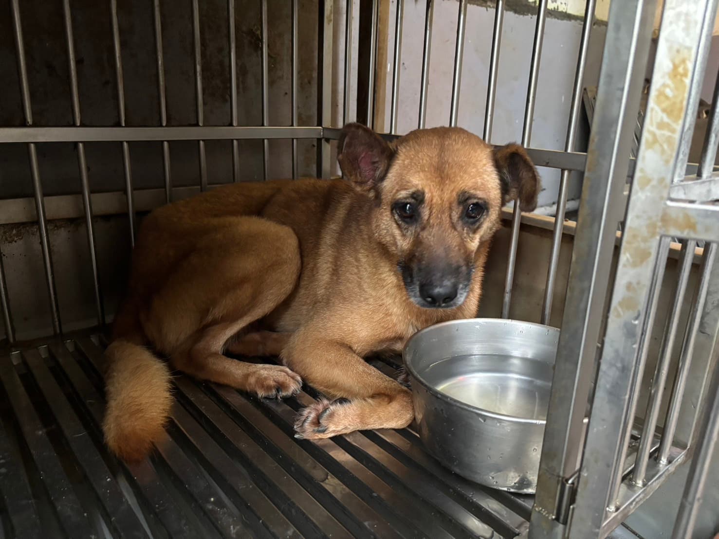 混種犬待認養照片