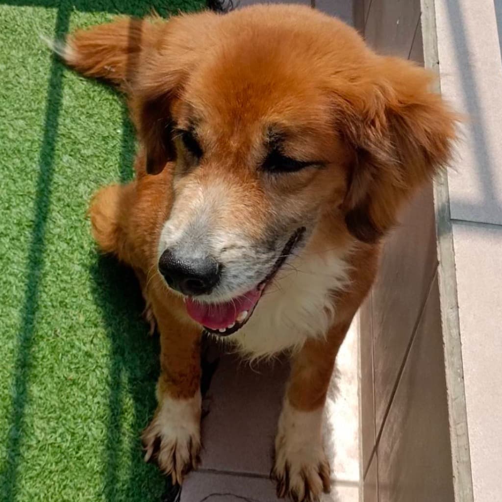 混種犬待認養照片
