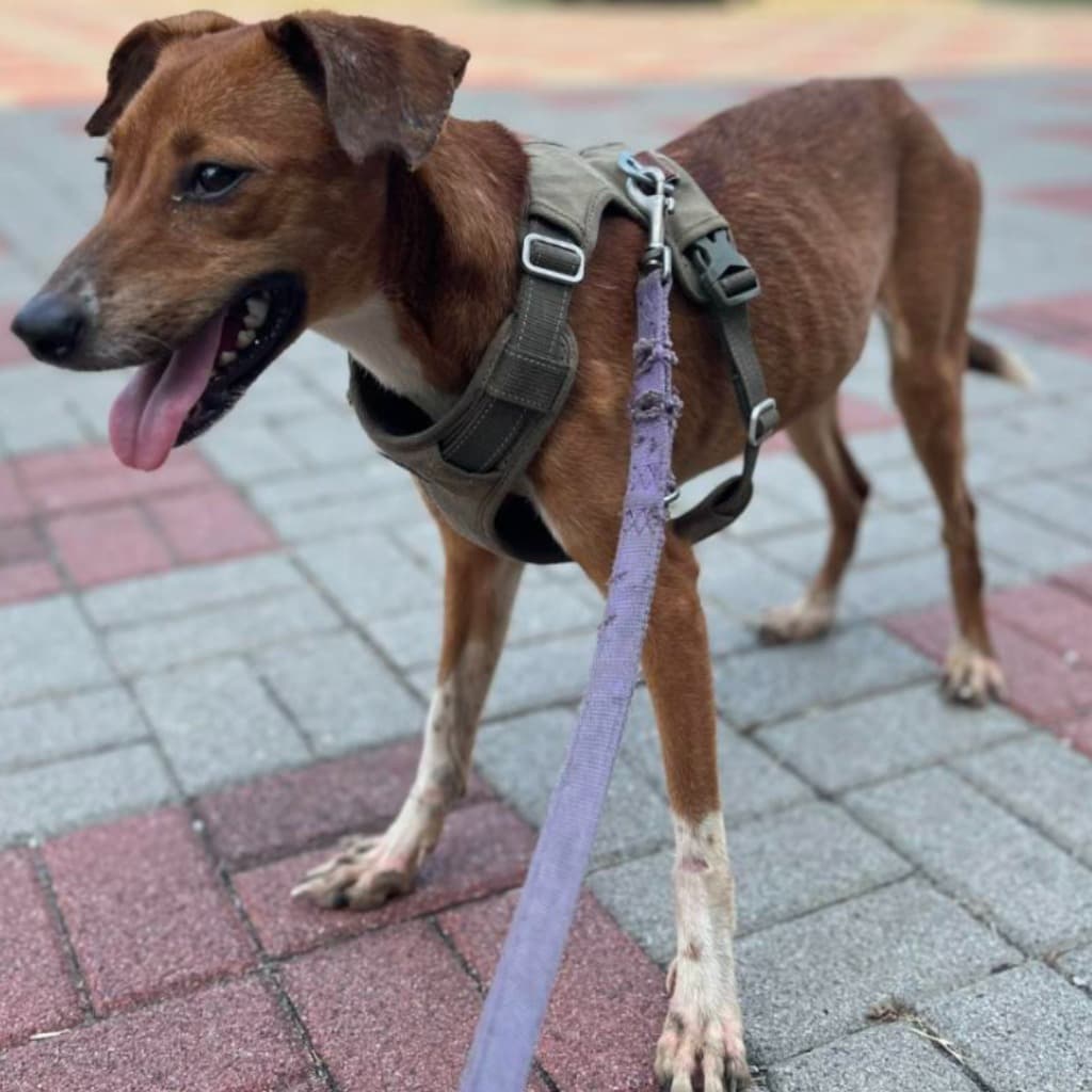 混種犬待認養照片