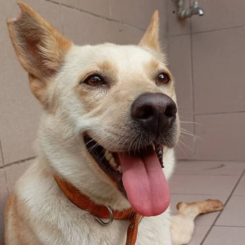 混種犬待認養照片