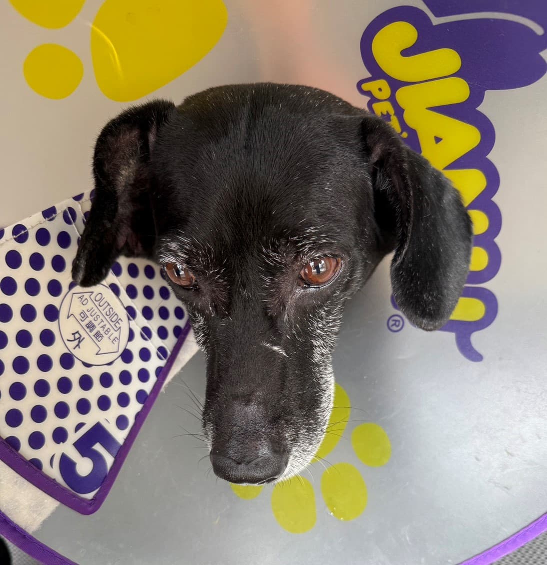 混種犬待認養照片