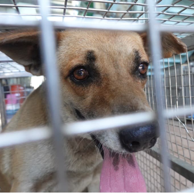 混種犬待認養照片
