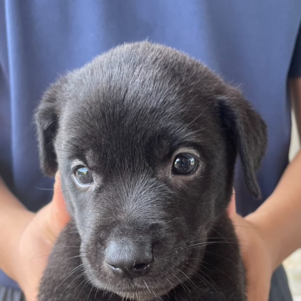 混種犬待認養照片