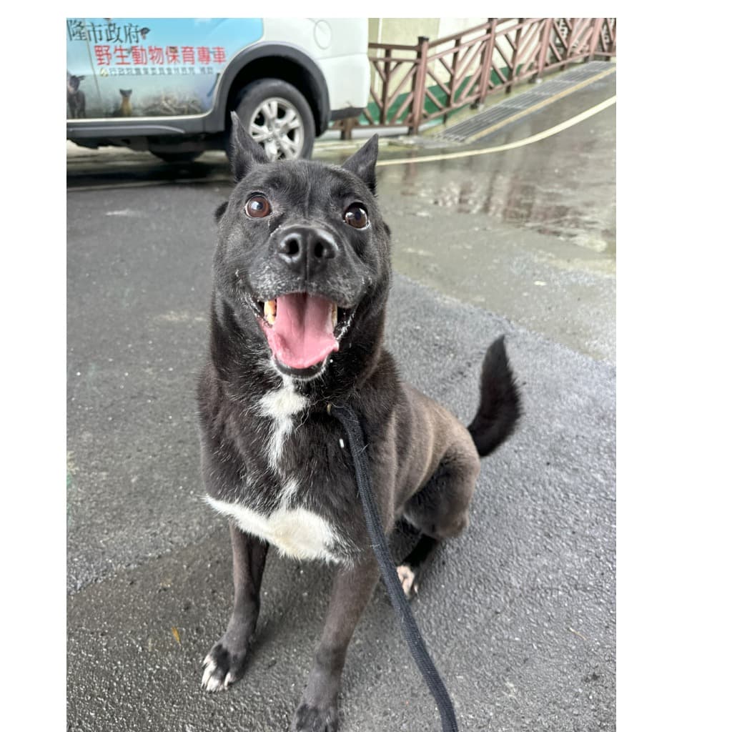 混種犬待認養照片