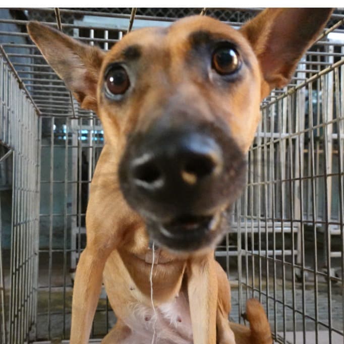 混種犬待認養照片