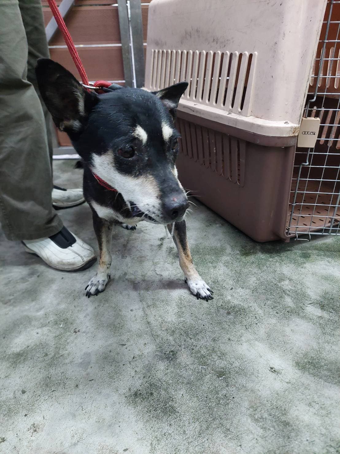 混種犬待認養照片