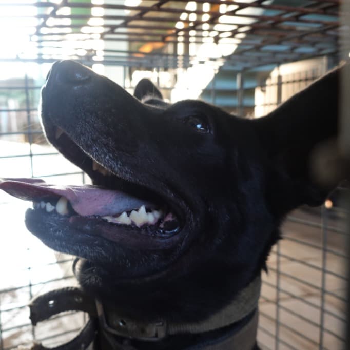 混種犬待認養照片