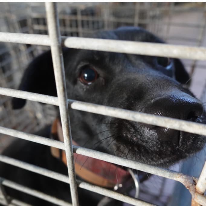 混種犬待認養照片