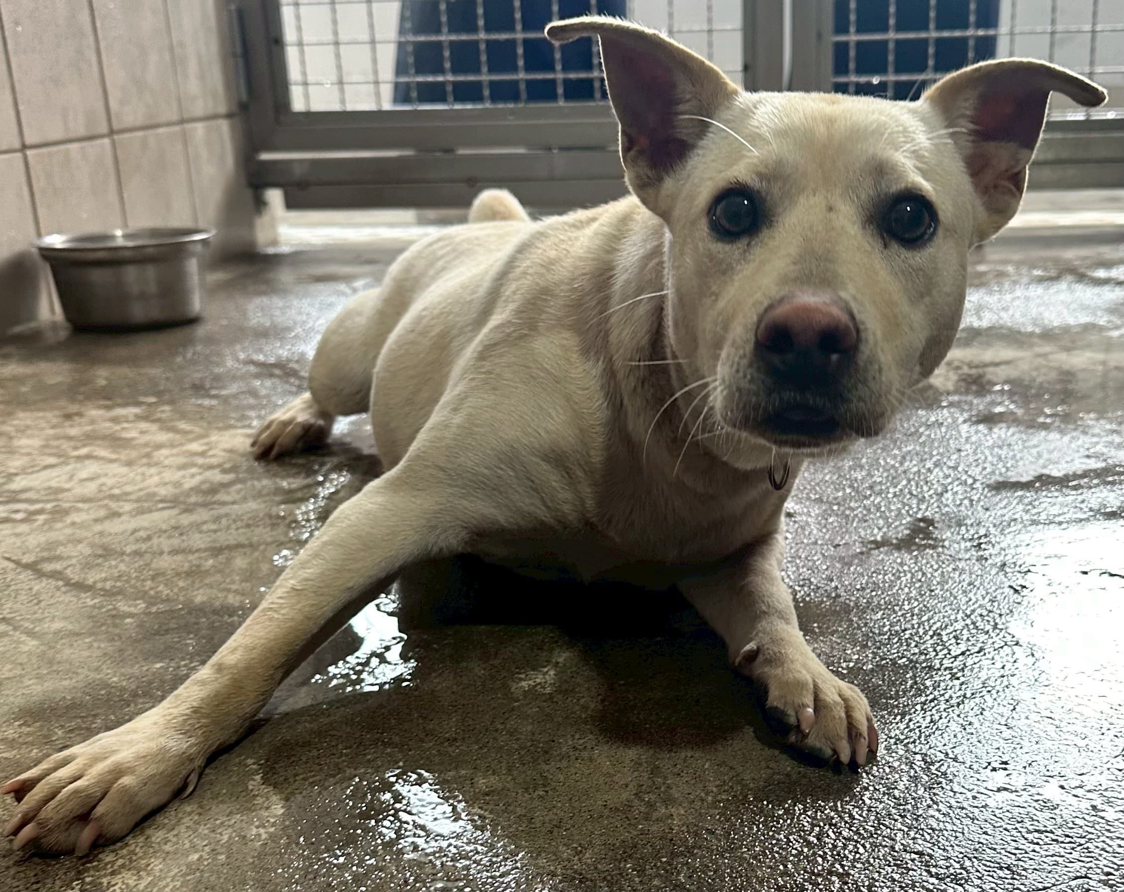 混種犬待認養照片