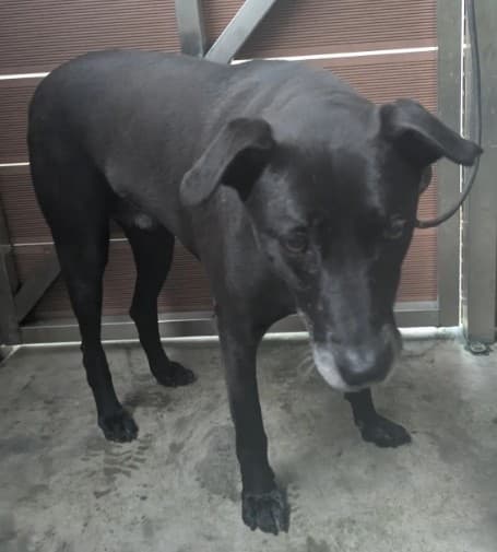 混種犬待認養照片