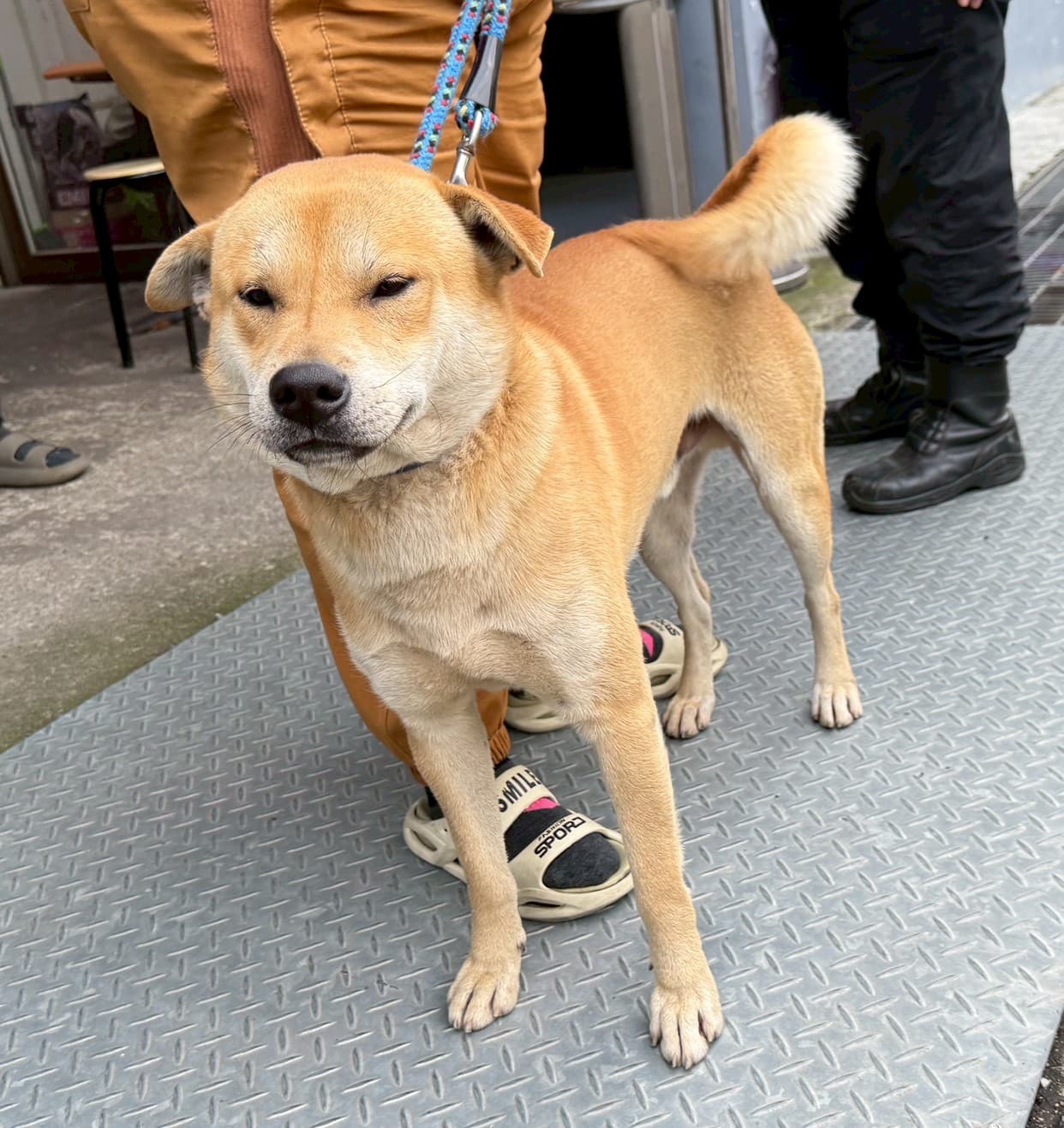 混種犬待認養照片