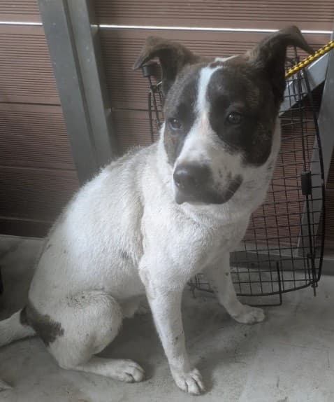 混種犬待認養照片