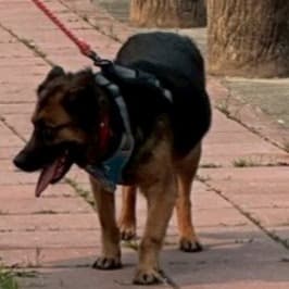 混種犬待認養照片