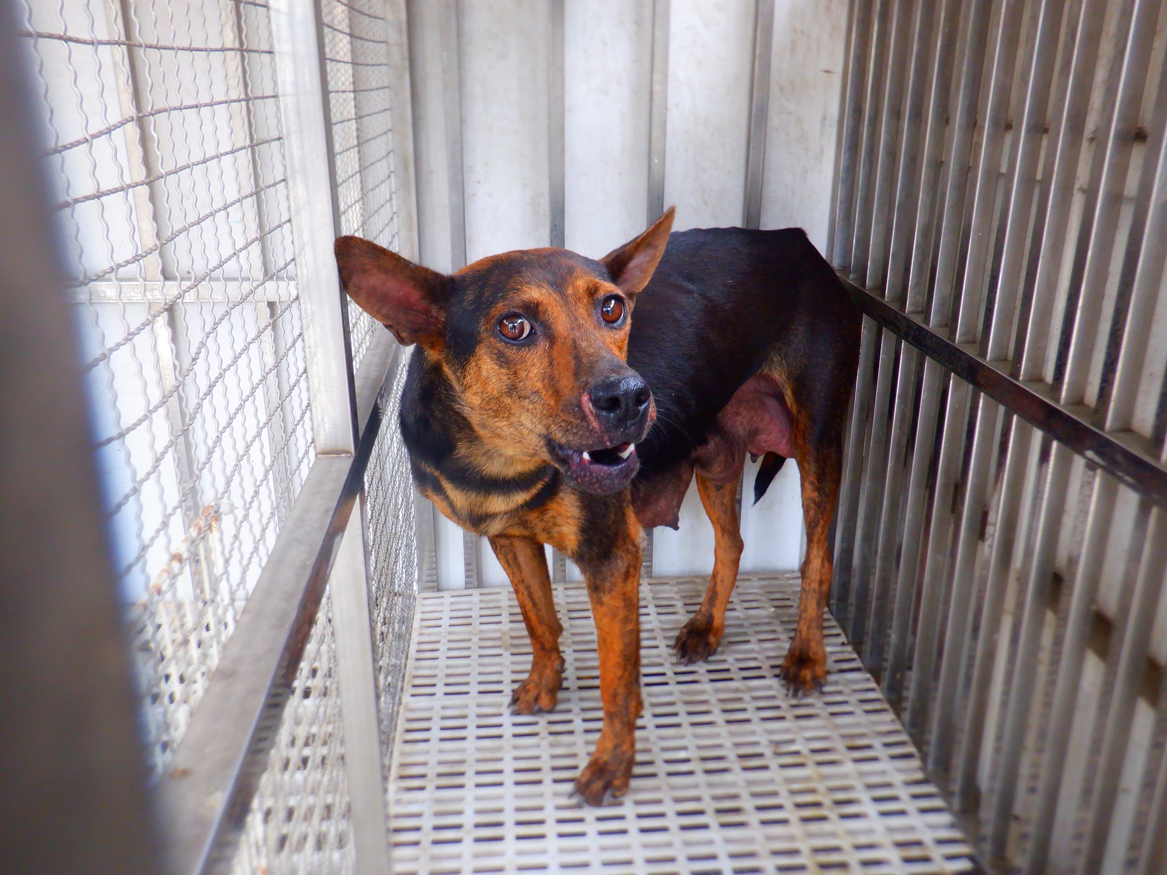 混種犬待認養照片
