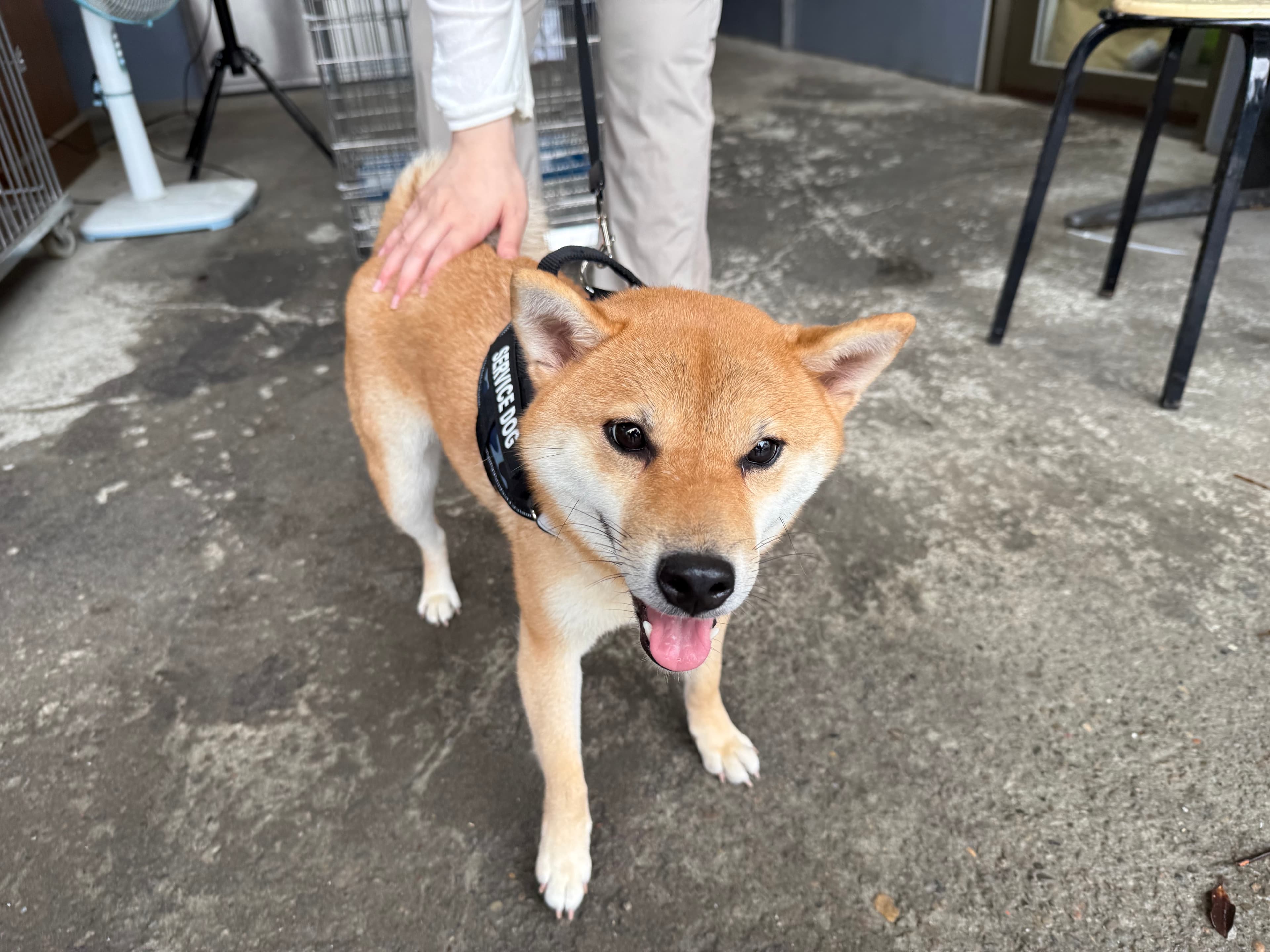 柴犬待認養照片
