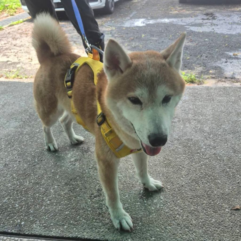 柴犬待認養照片