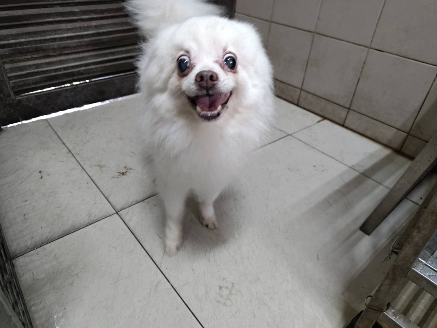 博美犬待認養照片