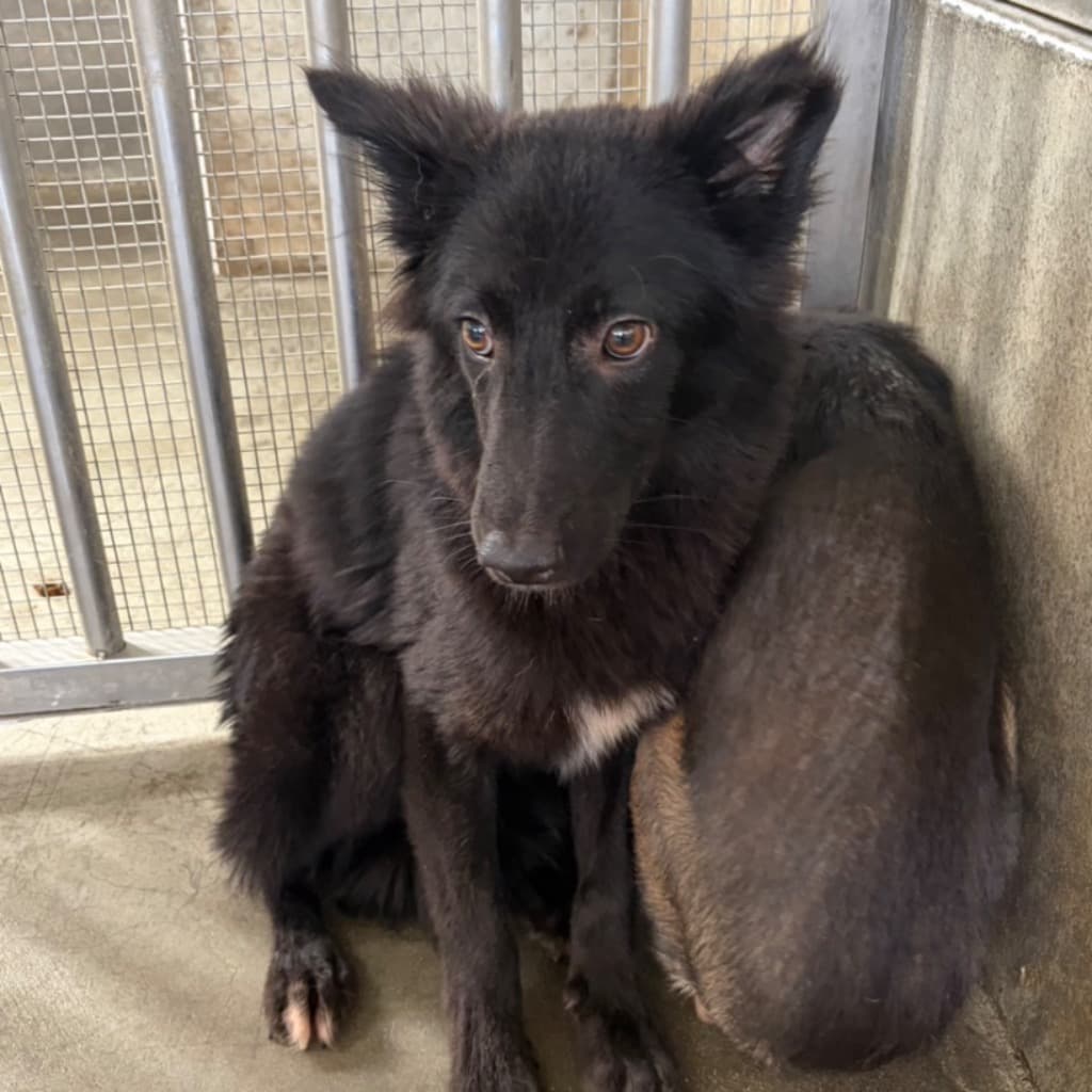 混種犬待認養照片
