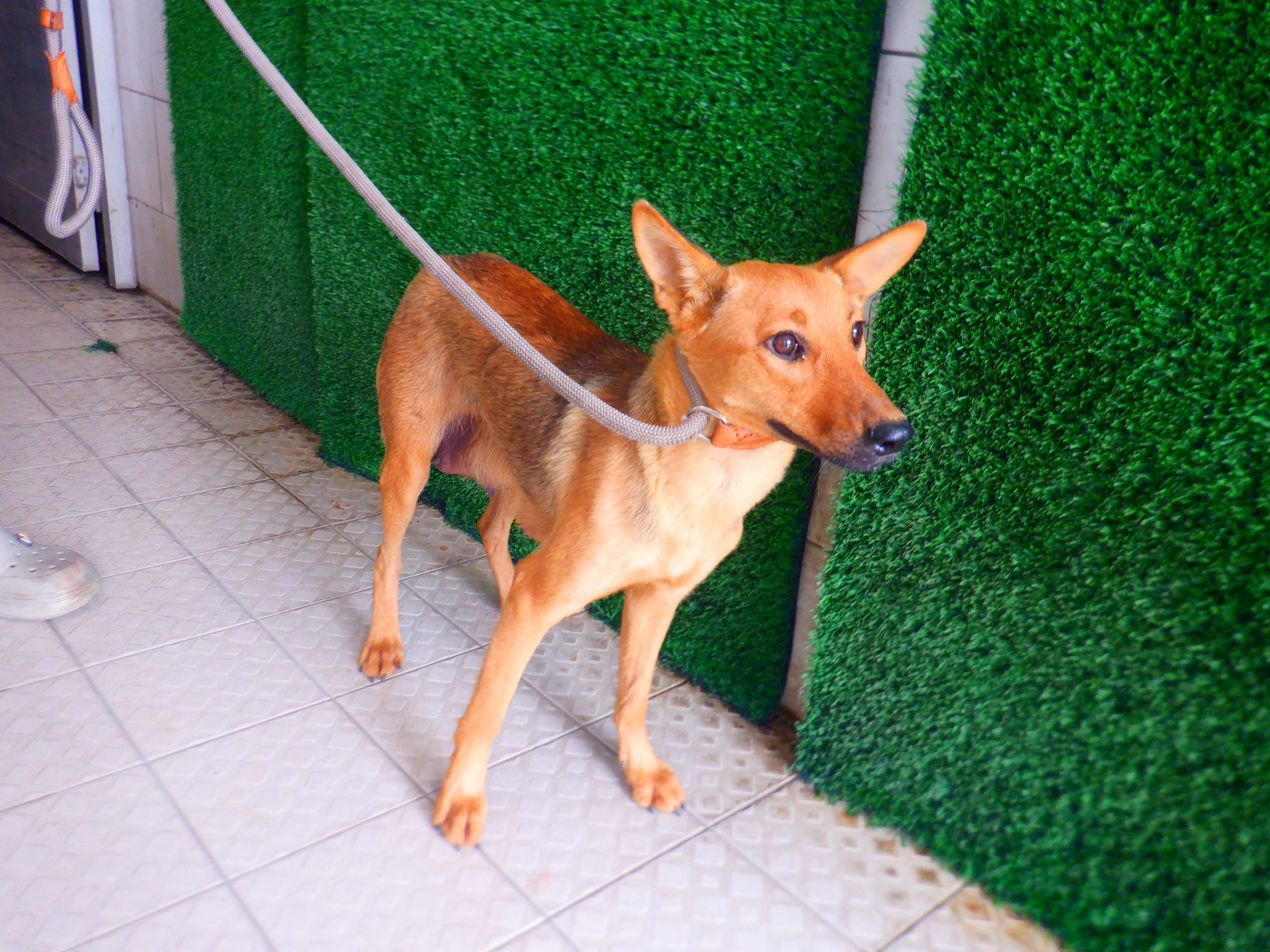 混種犬待認養照片