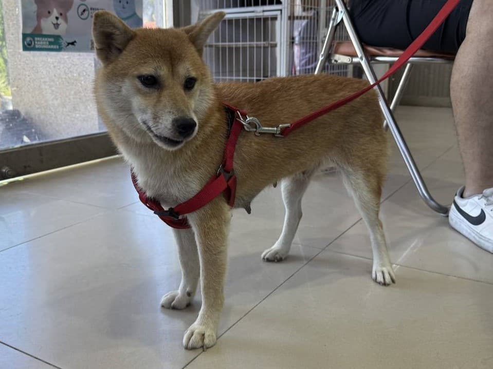 柴犬待認養照片