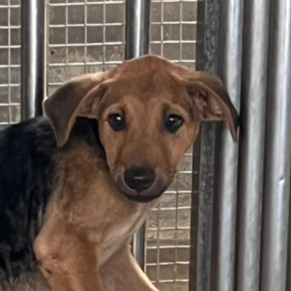 混種犬待認養照片