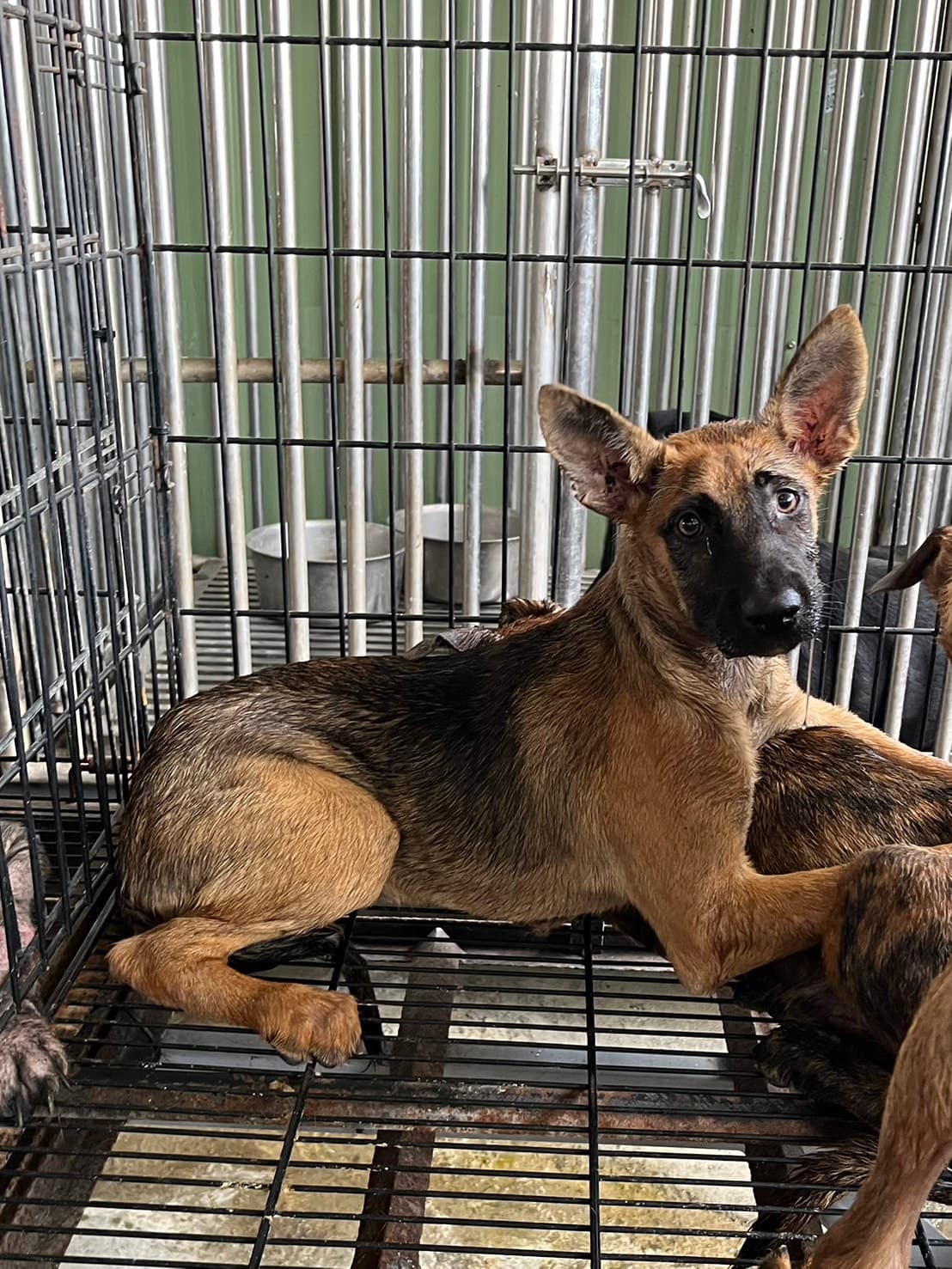 混種犬待認養照片