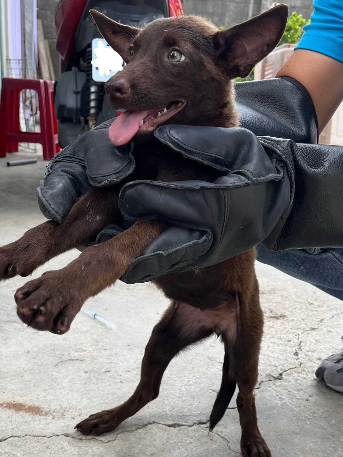 混種犬待認養照片