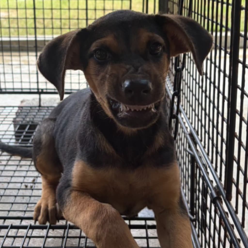混種犬待認養照片