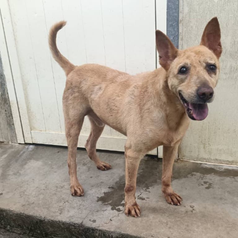 混種犬待認養照片