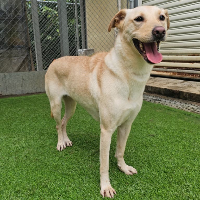 混種犬待認養照片