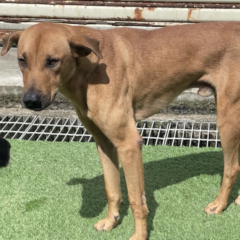 混種犬待認養照片