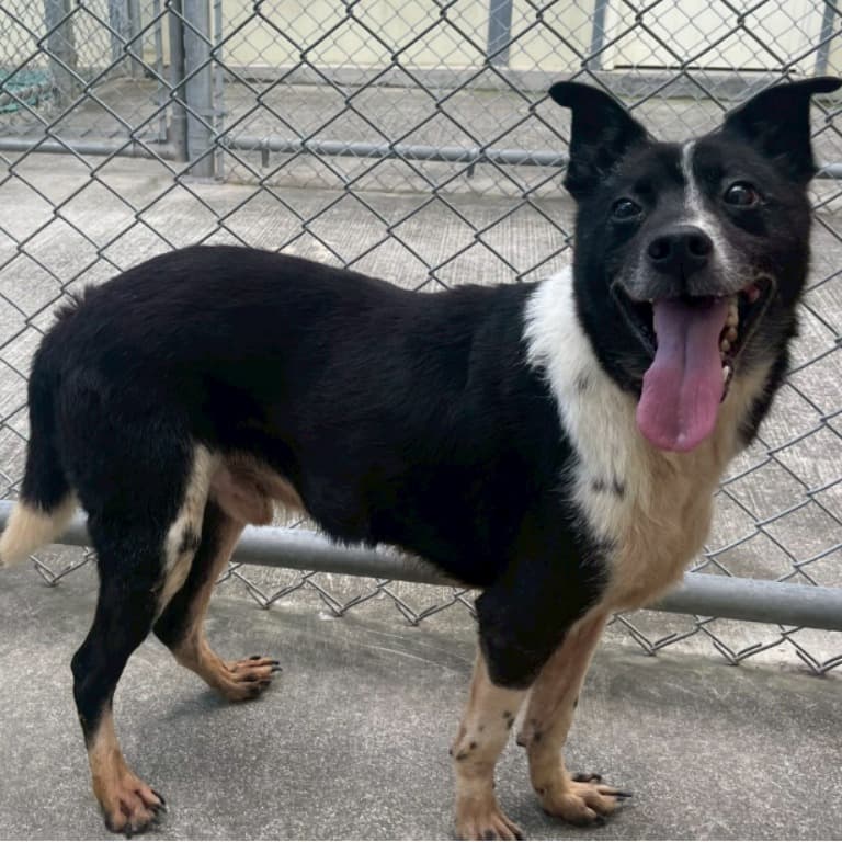 混種犬待認養照片