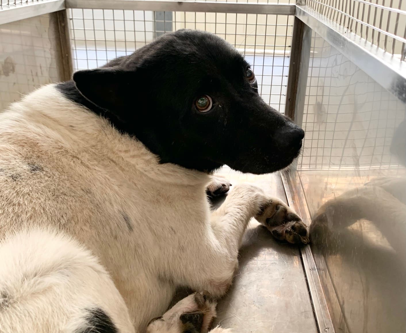 混種犬待認養照片