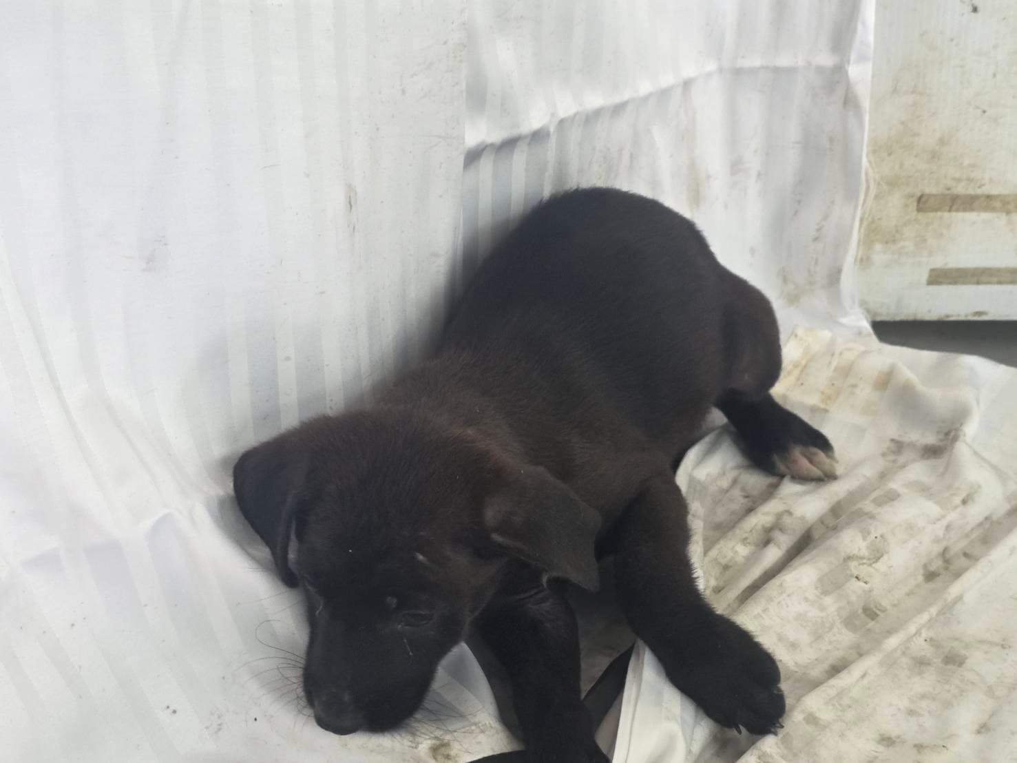 混種犬待認養照片