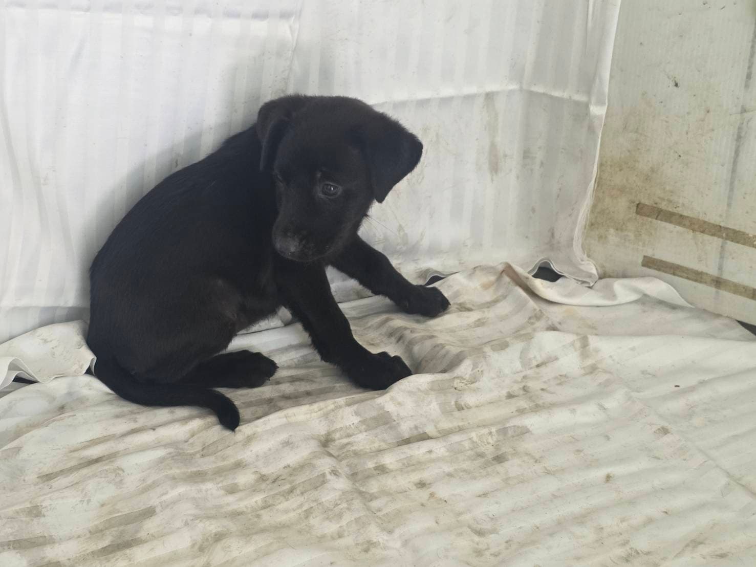混種犬待認養照片