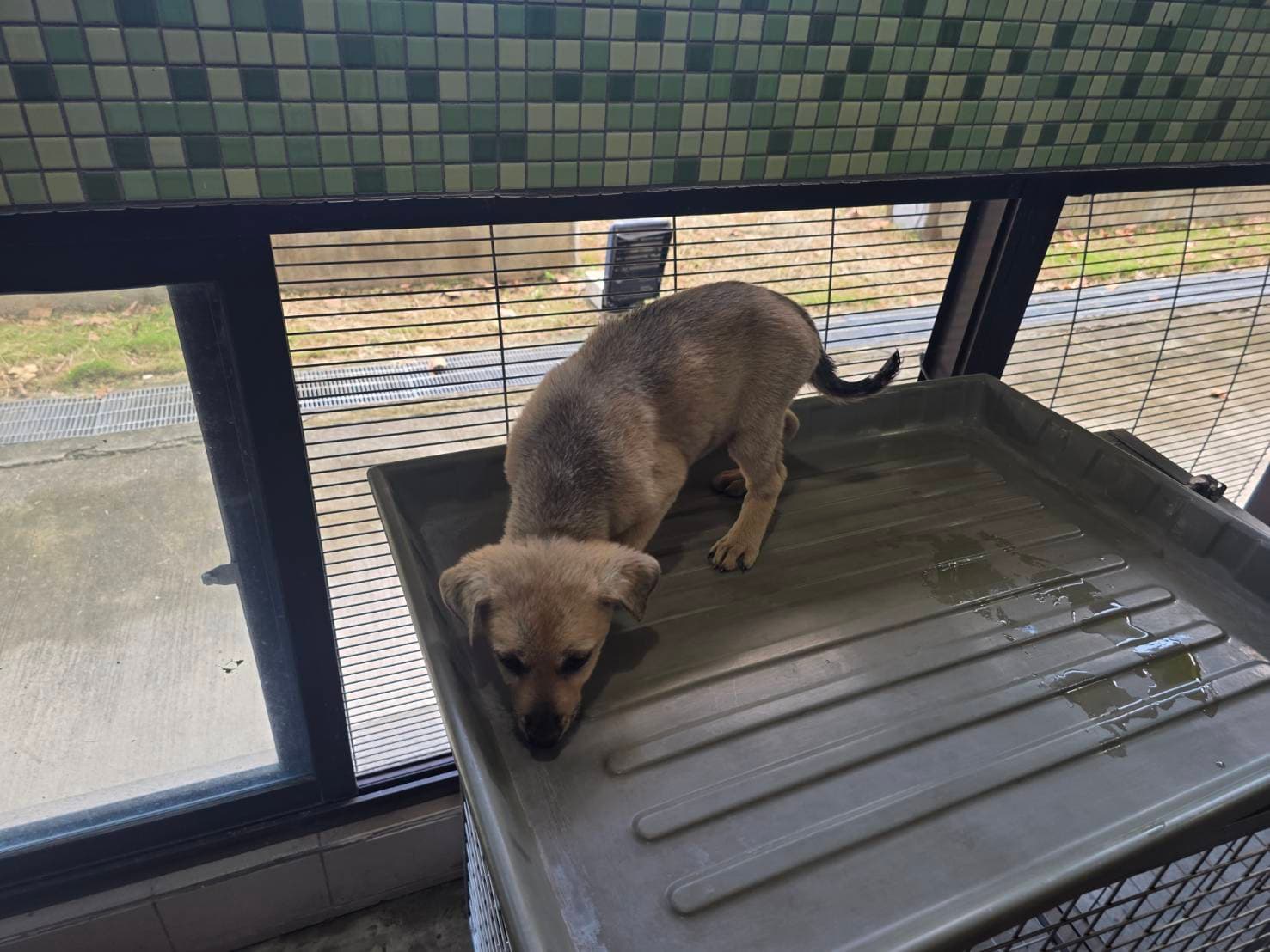 混種犬待認養照片