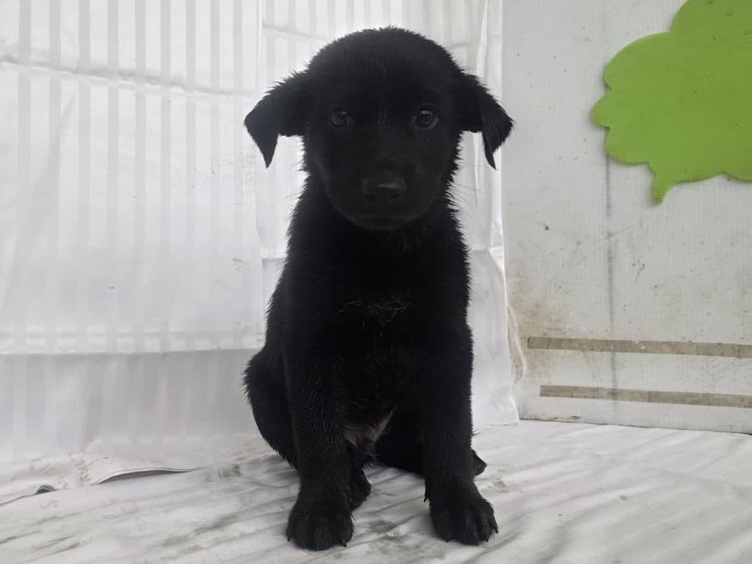 混種犬待認養照片