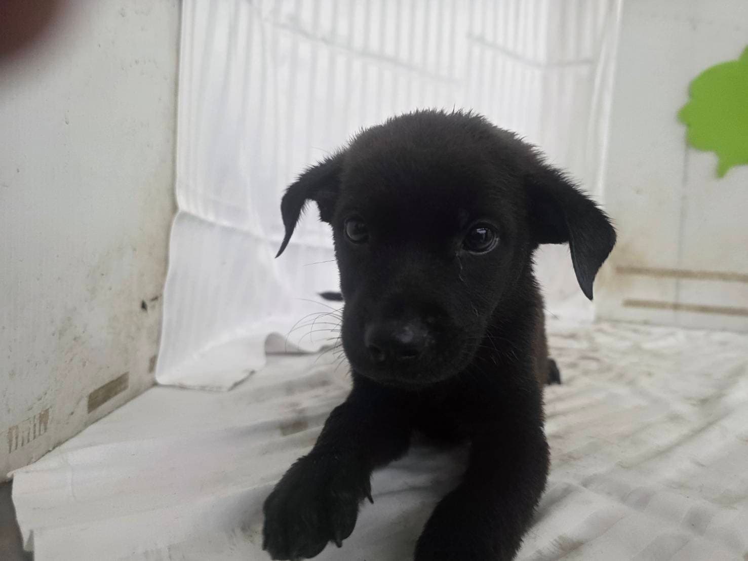 混種犬待認養照片