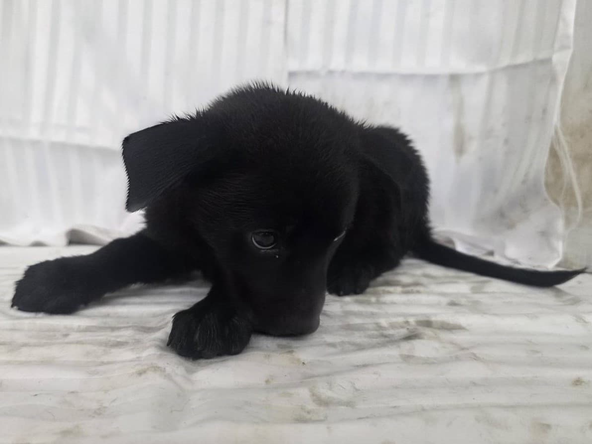 混種犬待認養照片
