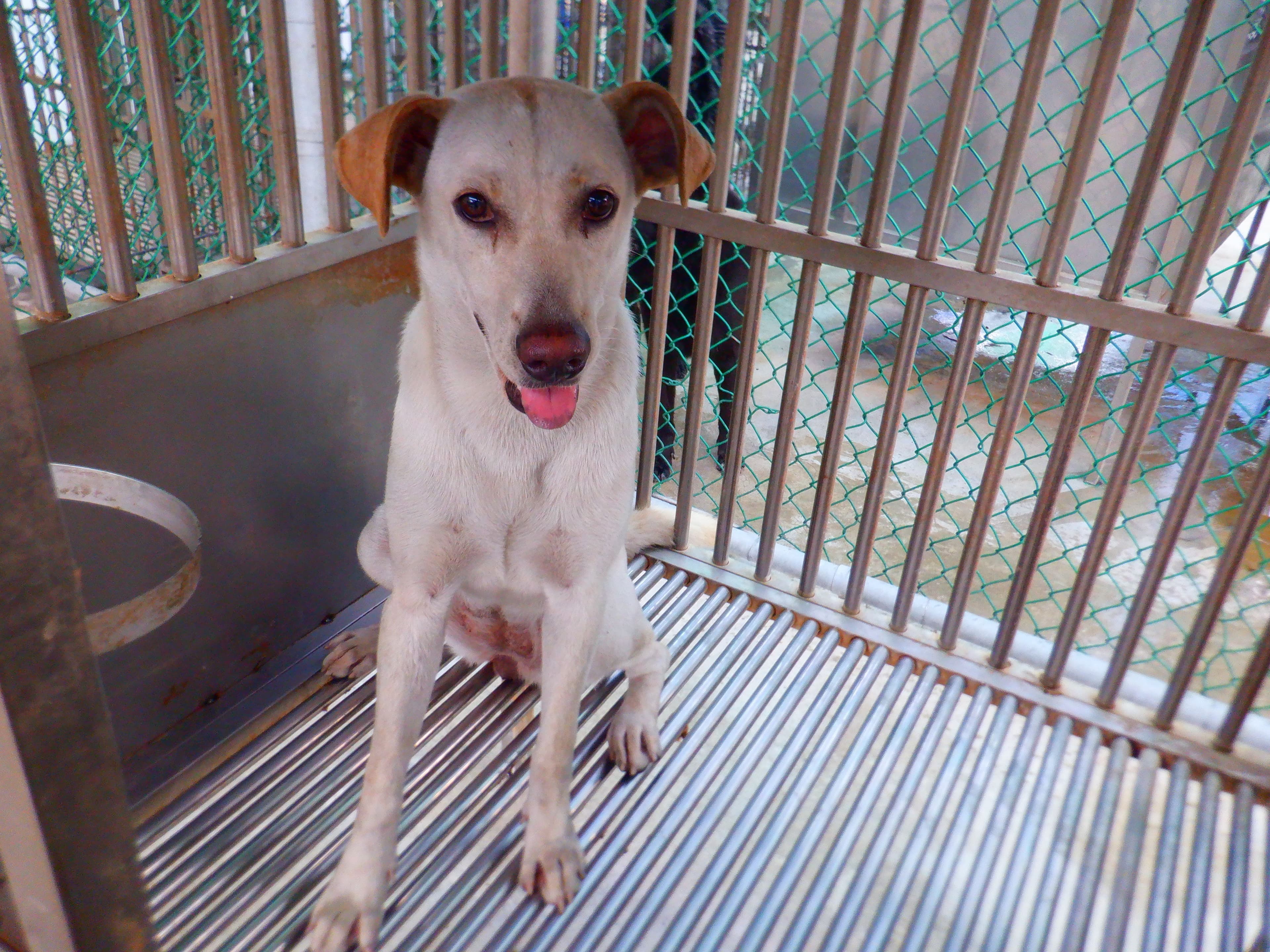 混種犬待認養照片