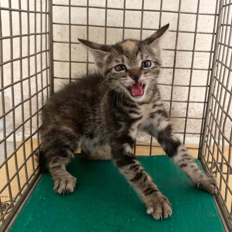 混種貓待認養照片